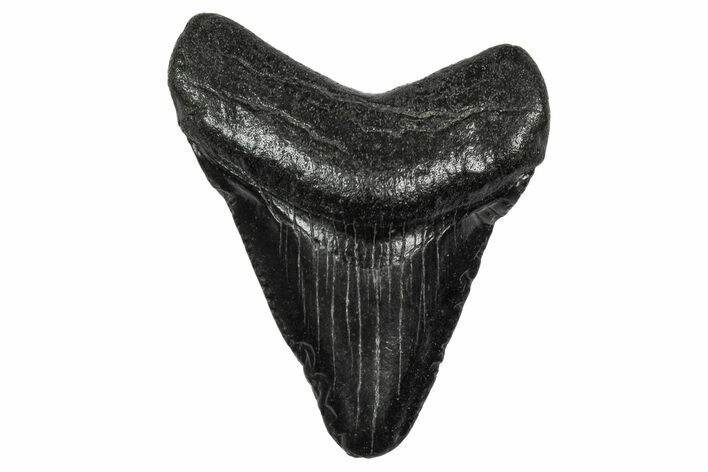 Serrated, Juvenile Megalodon Tooth - South Carolina #340547